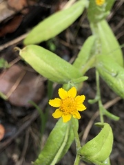 Monolopia gracilens