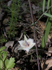 Calochortus westonii