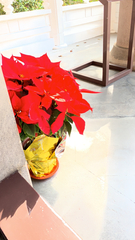 Euphorbia pulcherrima