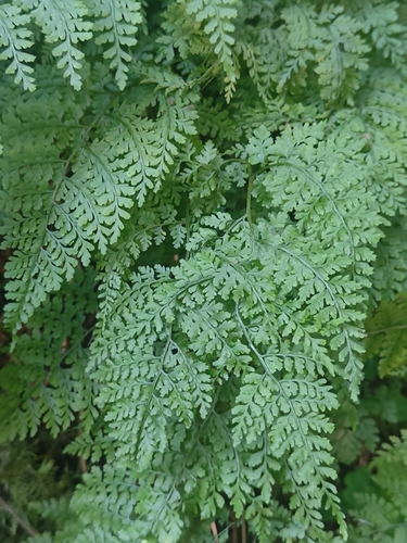 Cystopteris sudetica iNat (1)