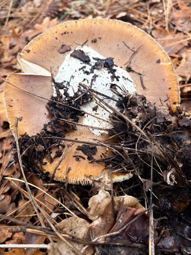 Amanita calyptroderma · November 2025 · photo: © eeconte (iNaturalist, cc-by-nc)
