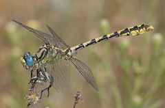 Ophiogomphus morrisoni