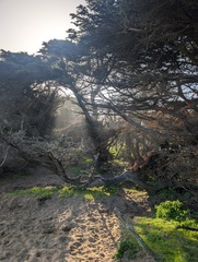 Monterey Cypress (Cupressus macrocarpa)