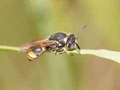 Masarinae