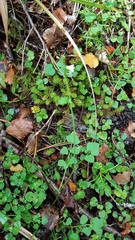 Cardamine corymbosa