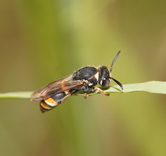 Masarinae