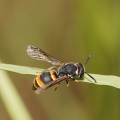 Masarinae