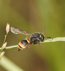 Masarinae