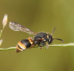 Masarinae