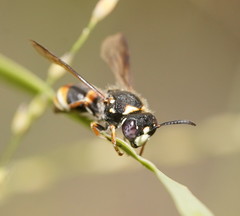 Masarinae