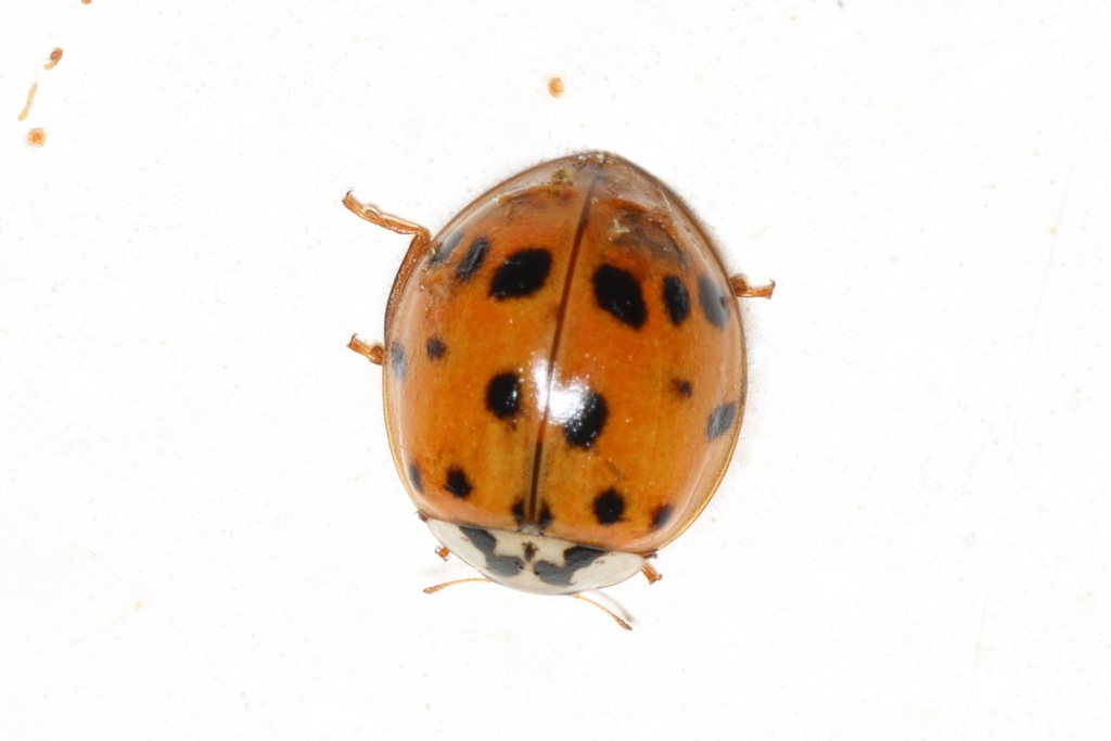 Red Asian Ladybug from Tenney-Lapham, Madison, WI 53703, USA on ...