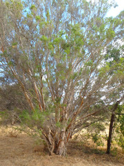 Melaleuca halmaturorum