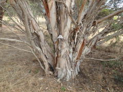 Melaleuca halmaturorum
