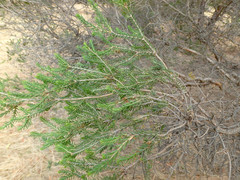Melaleuca halmaturorum