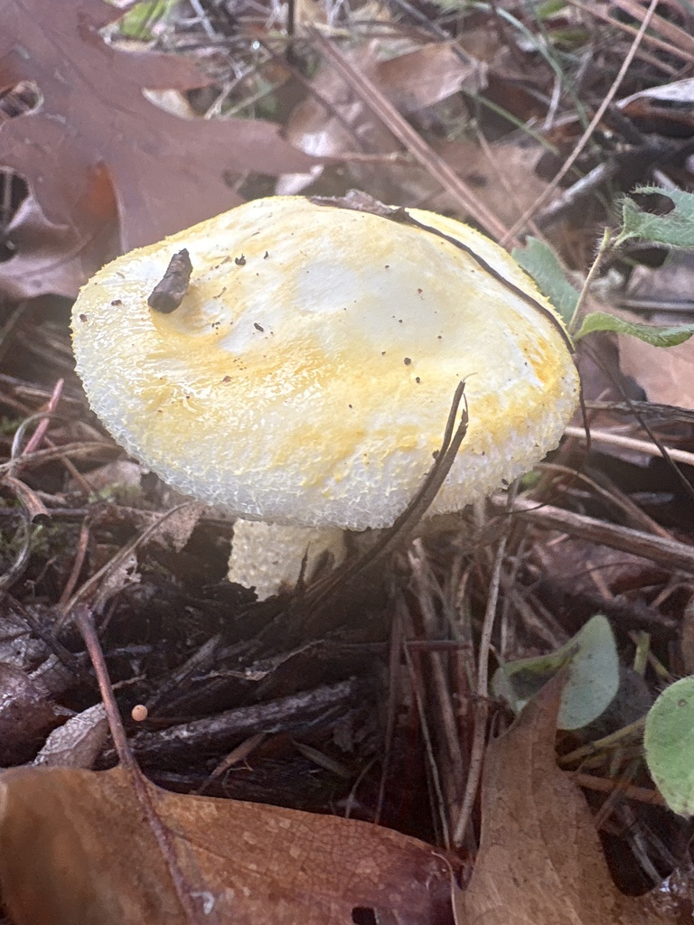 Hygrophorus chrysodon · November 2025 · photo: © eeconte (iNaturalist, cc-by-nc)