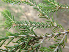 Melaleuca halmaturorum
