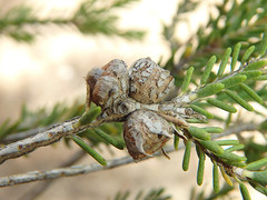 Melaleuca halmaturorum