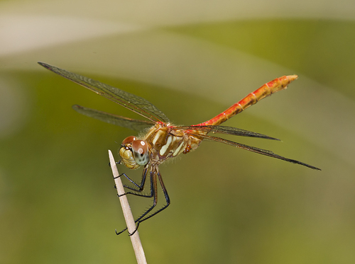 Striped Meadowhawk