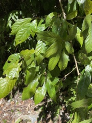 Meliosma callicarpifolia