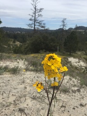 Erysimum teretifolium