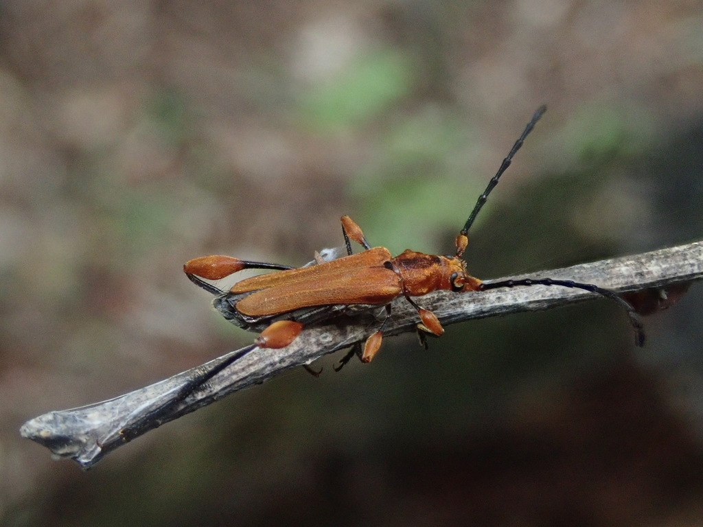Lathusia ferruginea