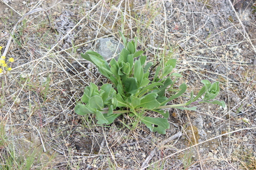 Large-flower Goldenweed (Pyrrocoma carthamoides)