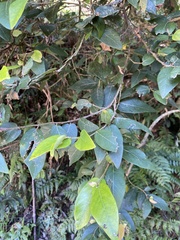 Ficus pumila awkeotsang