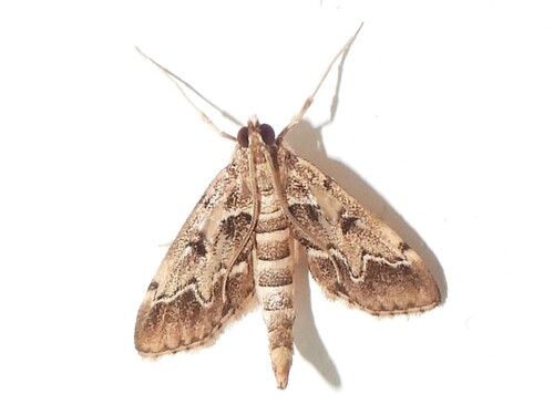 European Pepper Moth