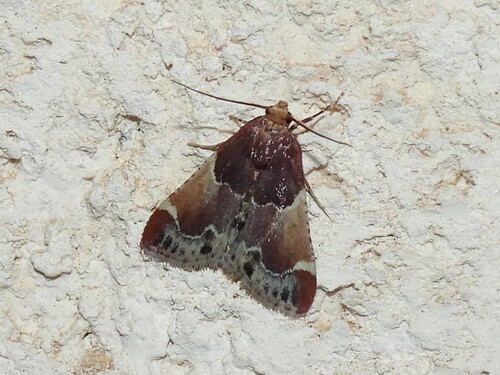 Meal moth