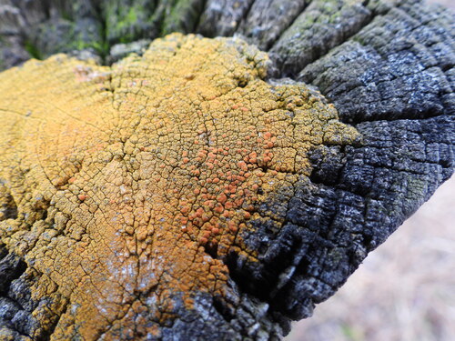 Villophora microphyllina