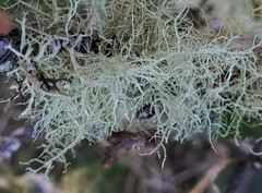 Usnea hirta hirta