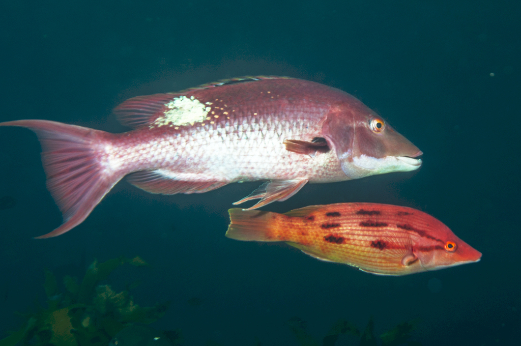 Eastern Pigfish from Poor Knights Is on May 3, 2016 by Malcolm Francis ...