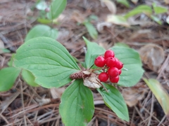 Cornus canadensis