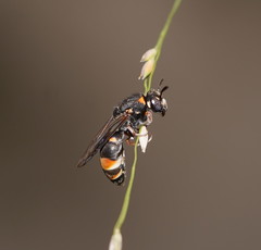 Masarinae