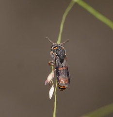 Masarinae