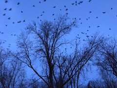 Corvus brachyrhynchos
