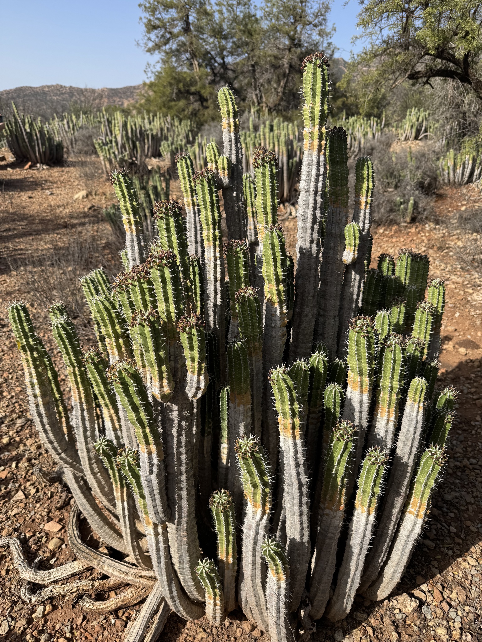 Euphorbia officinarum ssp. officinarum