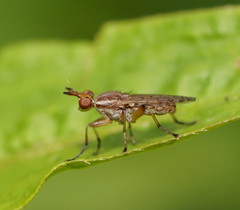 Dichetophora