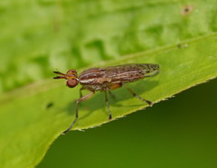 Dichetophora