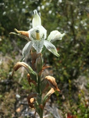 Chloraea piquichen