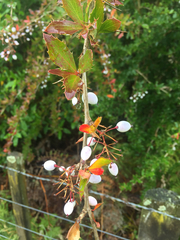 Berberis glaucocarpa