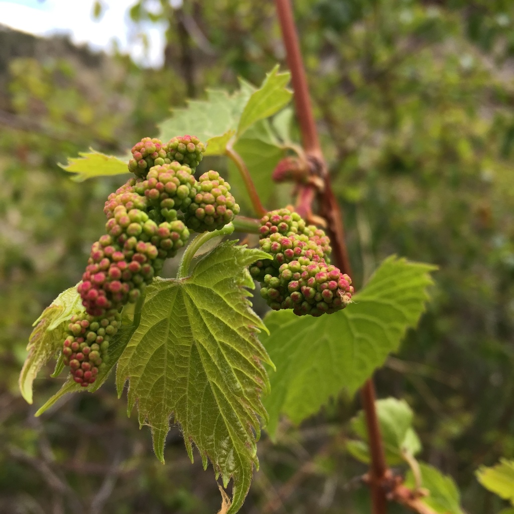 Vitis riparia — an easy houseplant, prefers full sun light