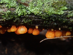 Favolaschia calocera