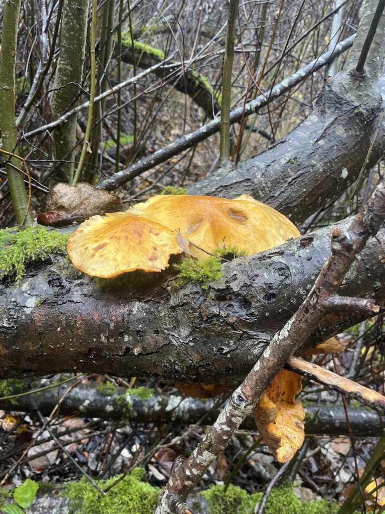 Pholiota aurivella · November 2025 · photo: © walkerbrown (iNaturalist, cc0)