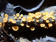 Favolaschia calocera