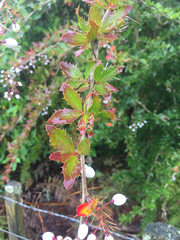Berberis glaucocarpa