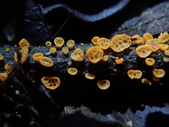 Favolaschia calocera