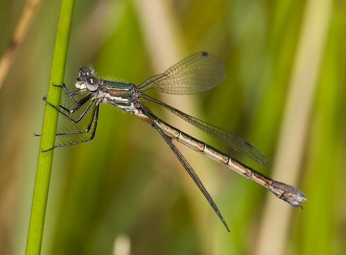 Emerald Spreadwing