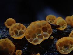 Favolaschia calocera