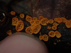 Favolaschia calocera